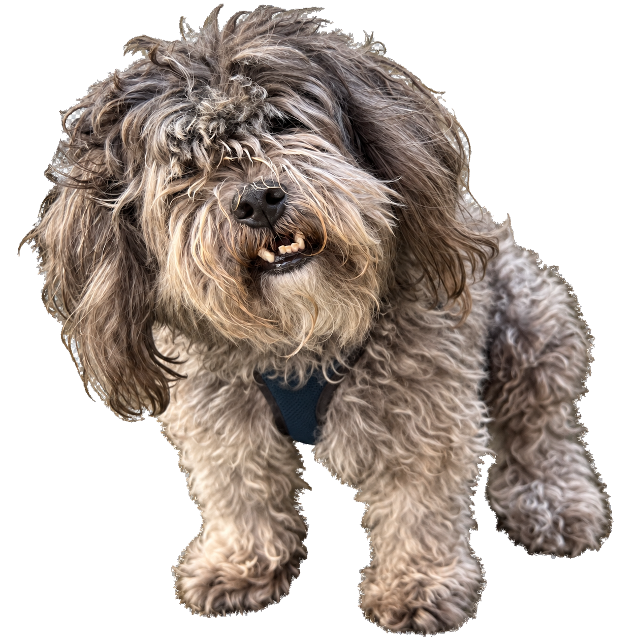 Brewer looking wildly shaggy